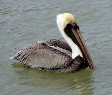 PelicanLouisianaBrown