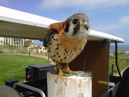 BirdAmericanKestrel