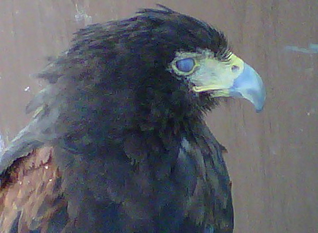 BirdHarrisHawk